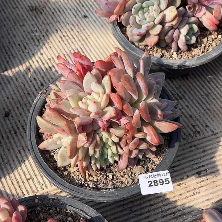 阿雅园艺。       2895凌雪缀