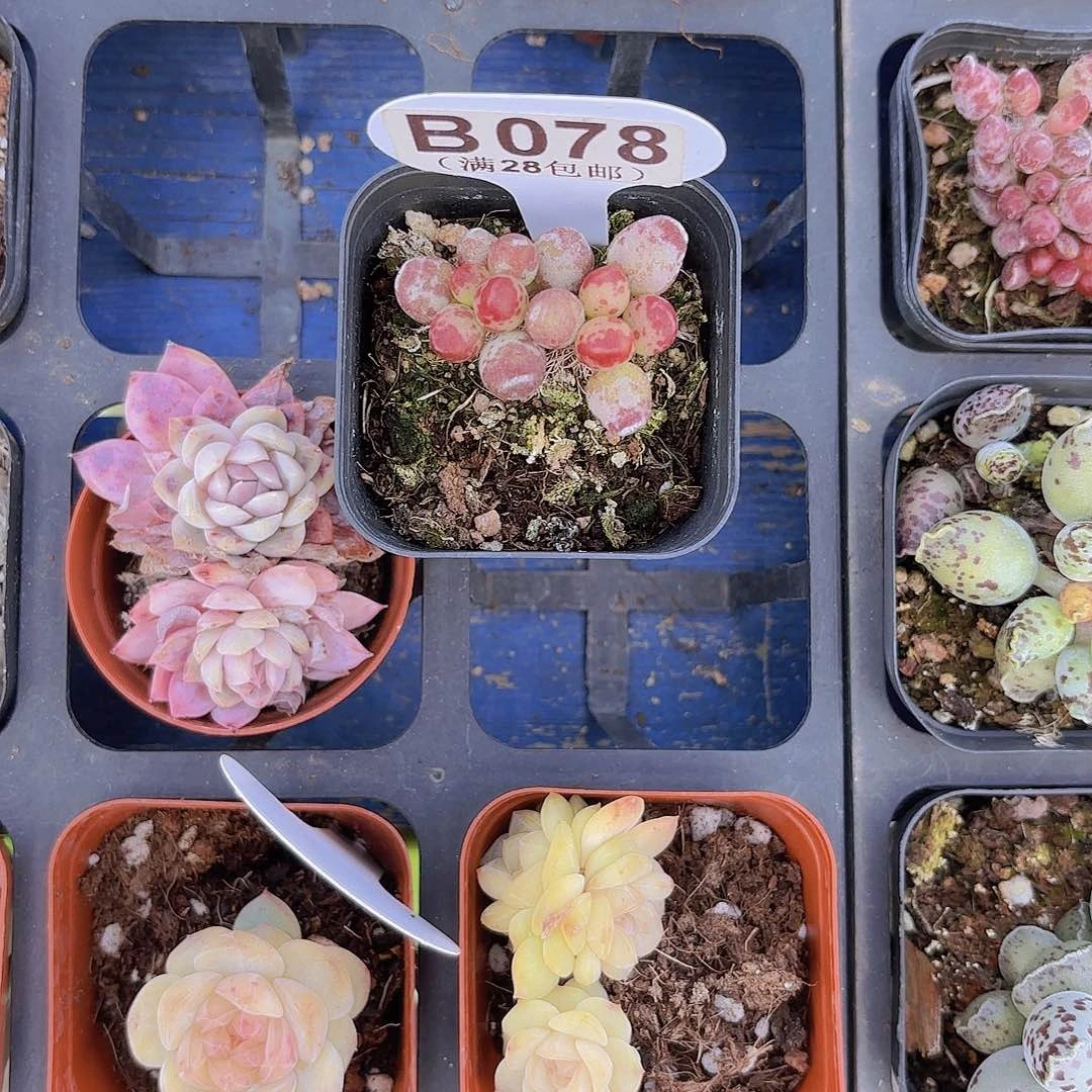 不****?B078鼓吹一物一拍