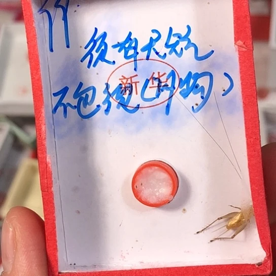 用***7蟋蟀3333333333333333