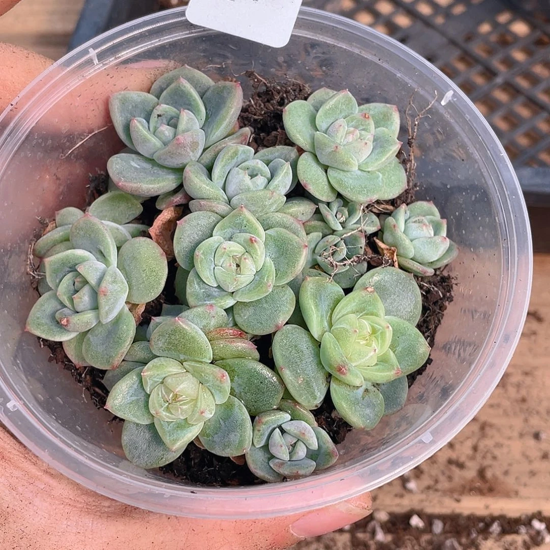 多肉植物多肉植物142