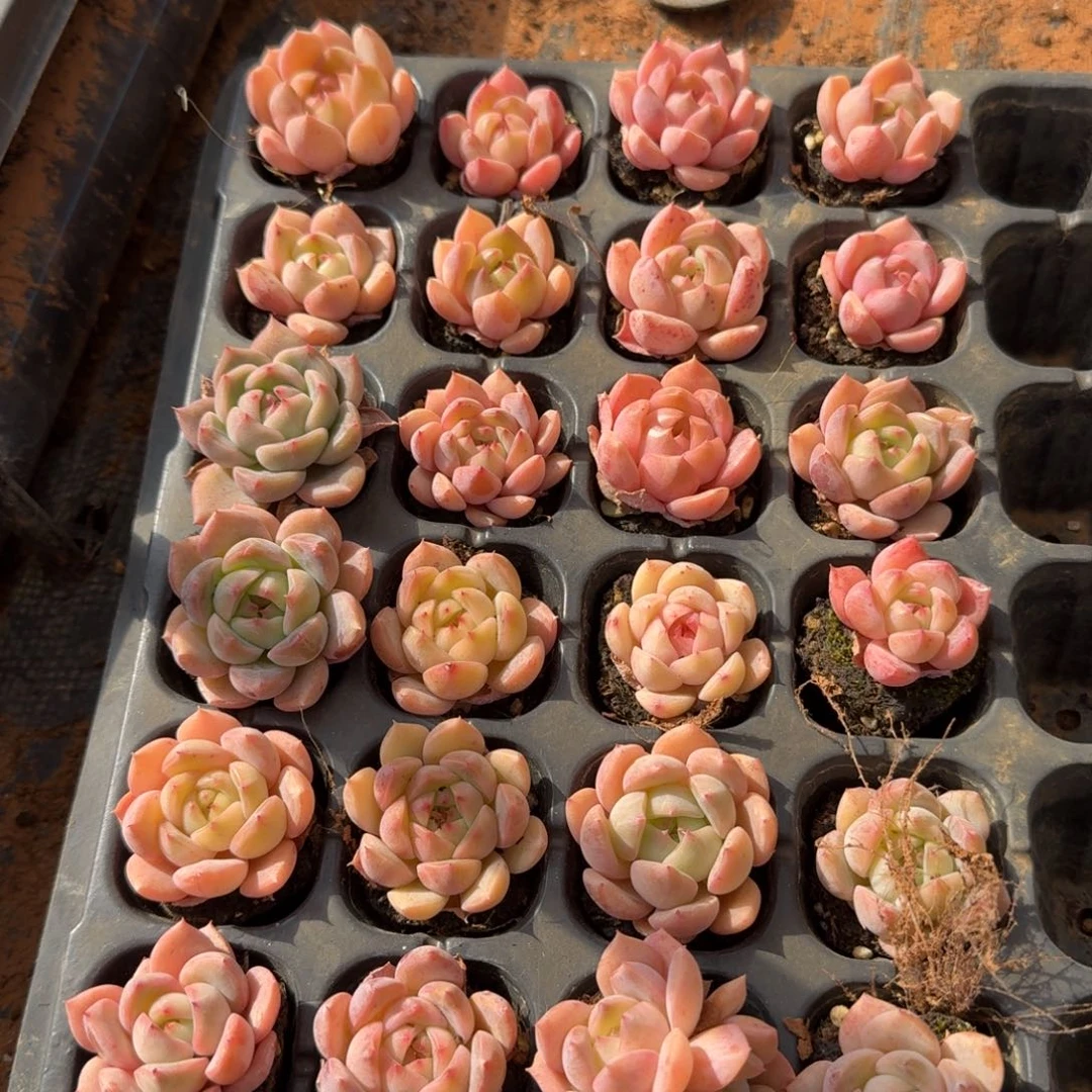 29-40侧门右一珍妮二十四颗带穴盘带颜色量拍