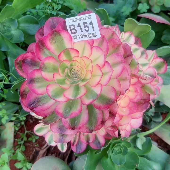 多肉 荔枝多肉法师植物