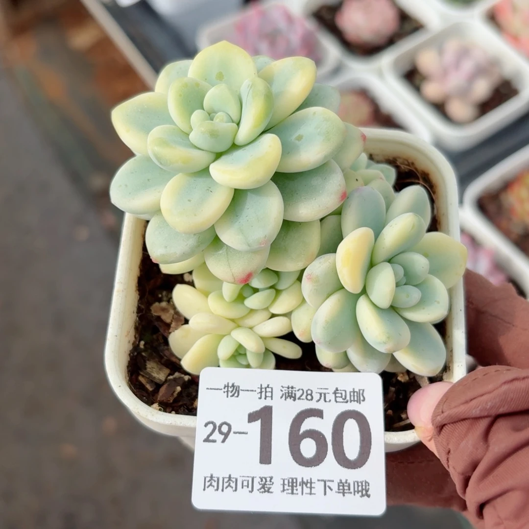 劳尔锦无盆土发货无盆土发货无