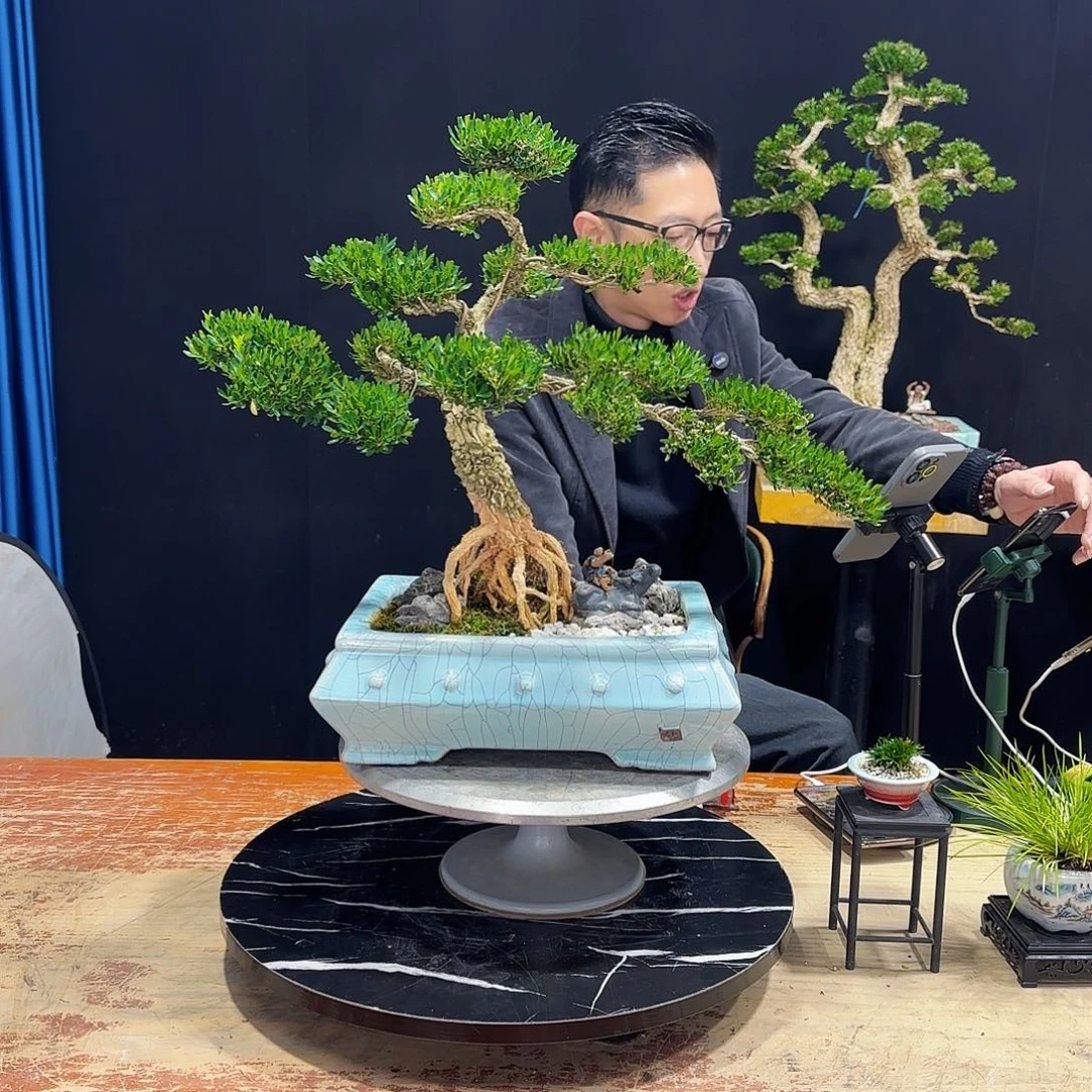 黄杨室内室外盆景艺术