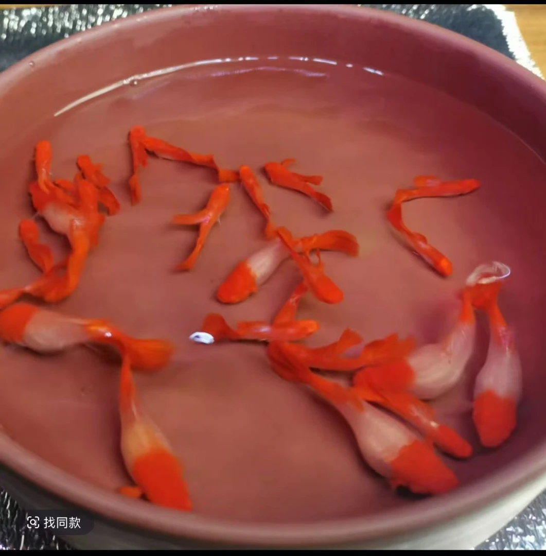鸿运当头孔雀鱼红头红尾