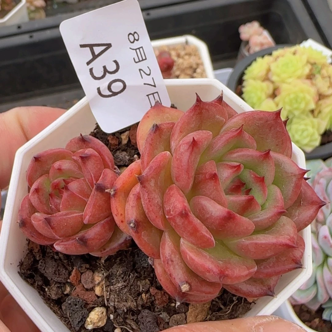 安可双头一颗脱土