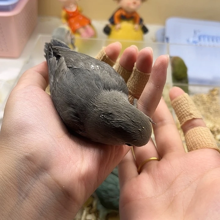 桃脸牡丹鹦鹉墨银