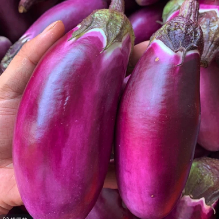 湖南 老品种 茄子 糯米茄子 3斤