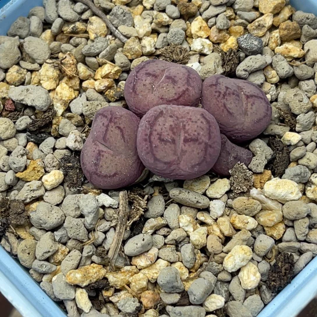 4645五头毛杂群一颗