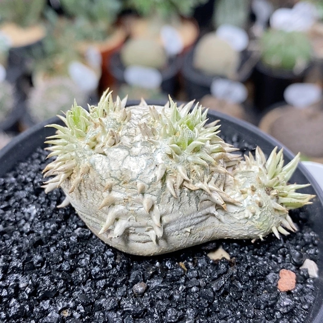 218号实生惠比须笑5cm