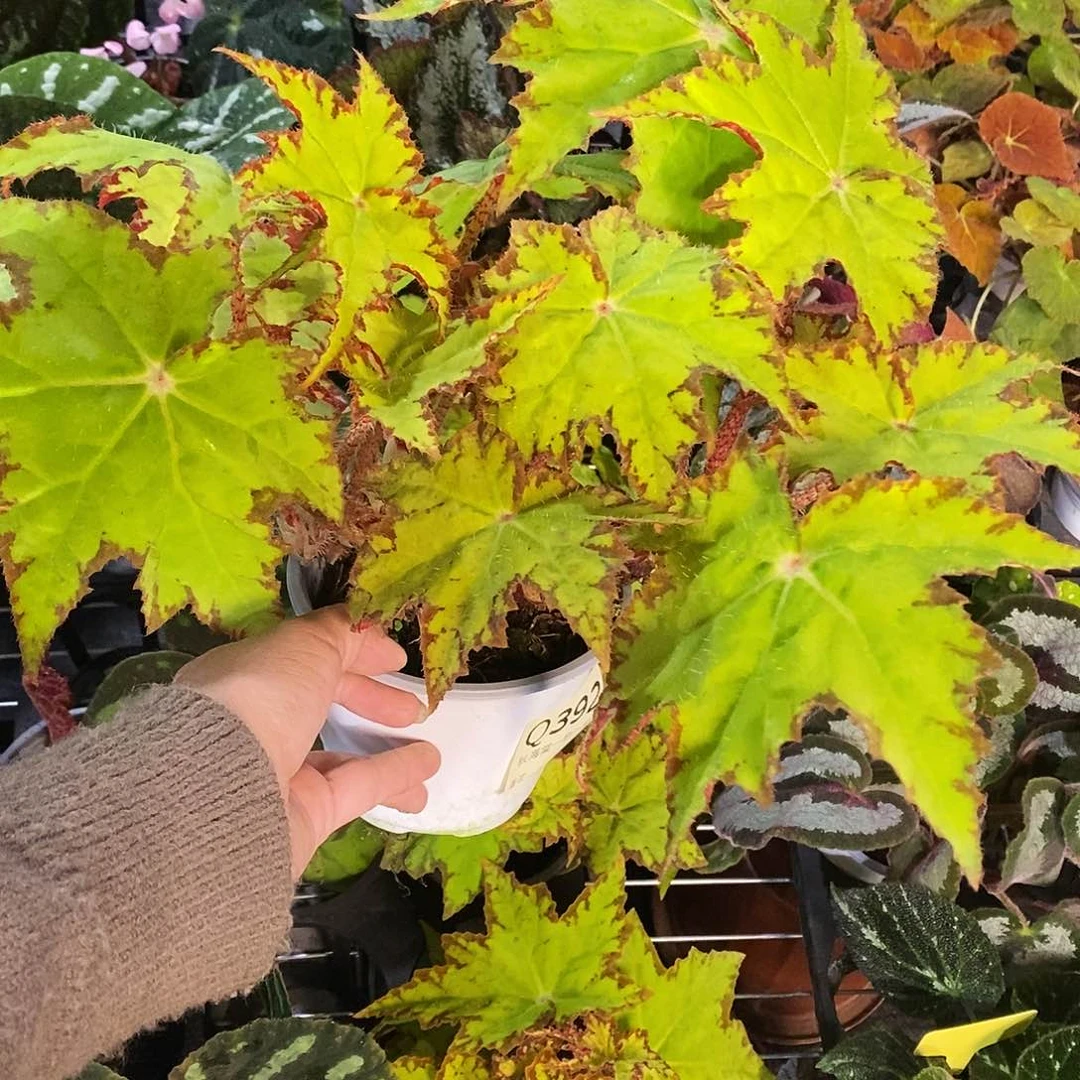 当前无花栽培后可以开花M**o秋海棠392