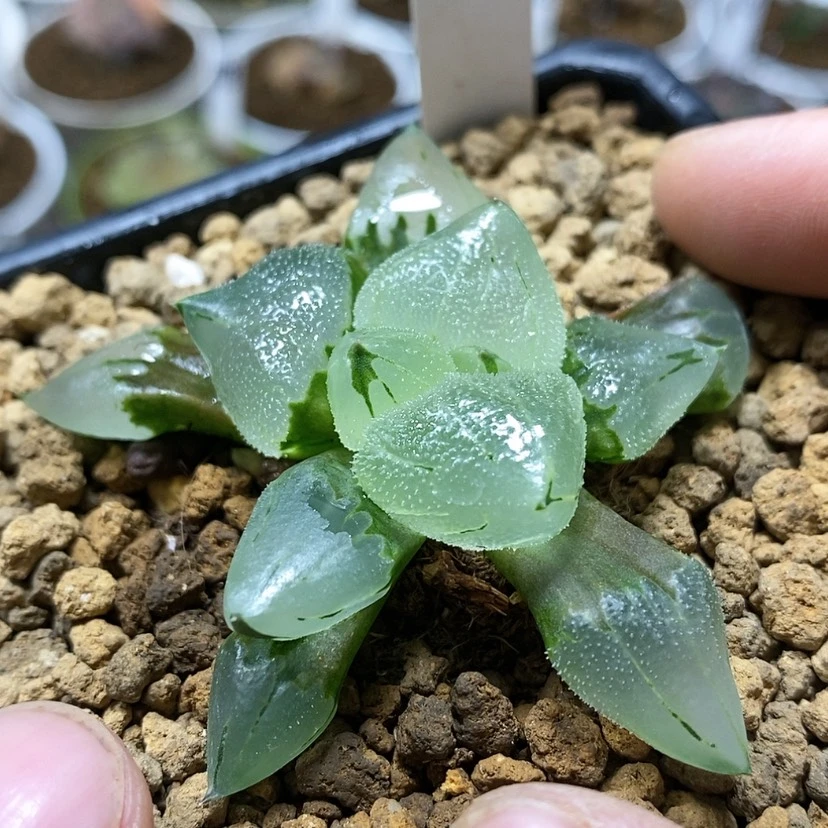 【闪购商品】186冰城实生