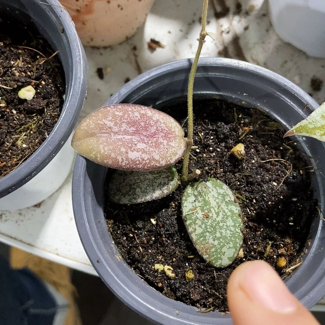 完全开放圆叶斑印球兰