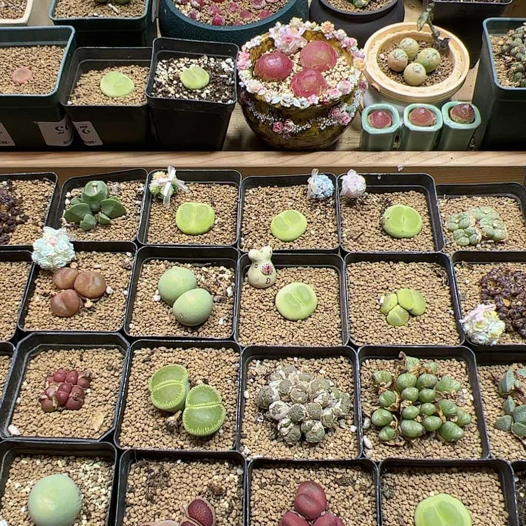 【闪购商品】汇**浦46 福利