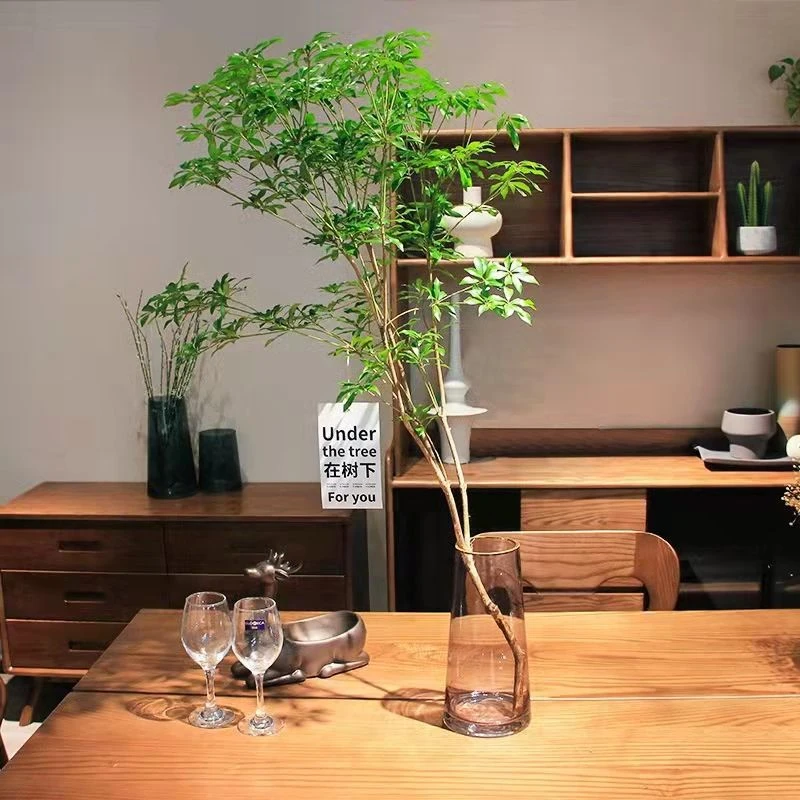 马醉木南天竹室内水养绿植茶室批发日本大型吊钟树买吊钟植物