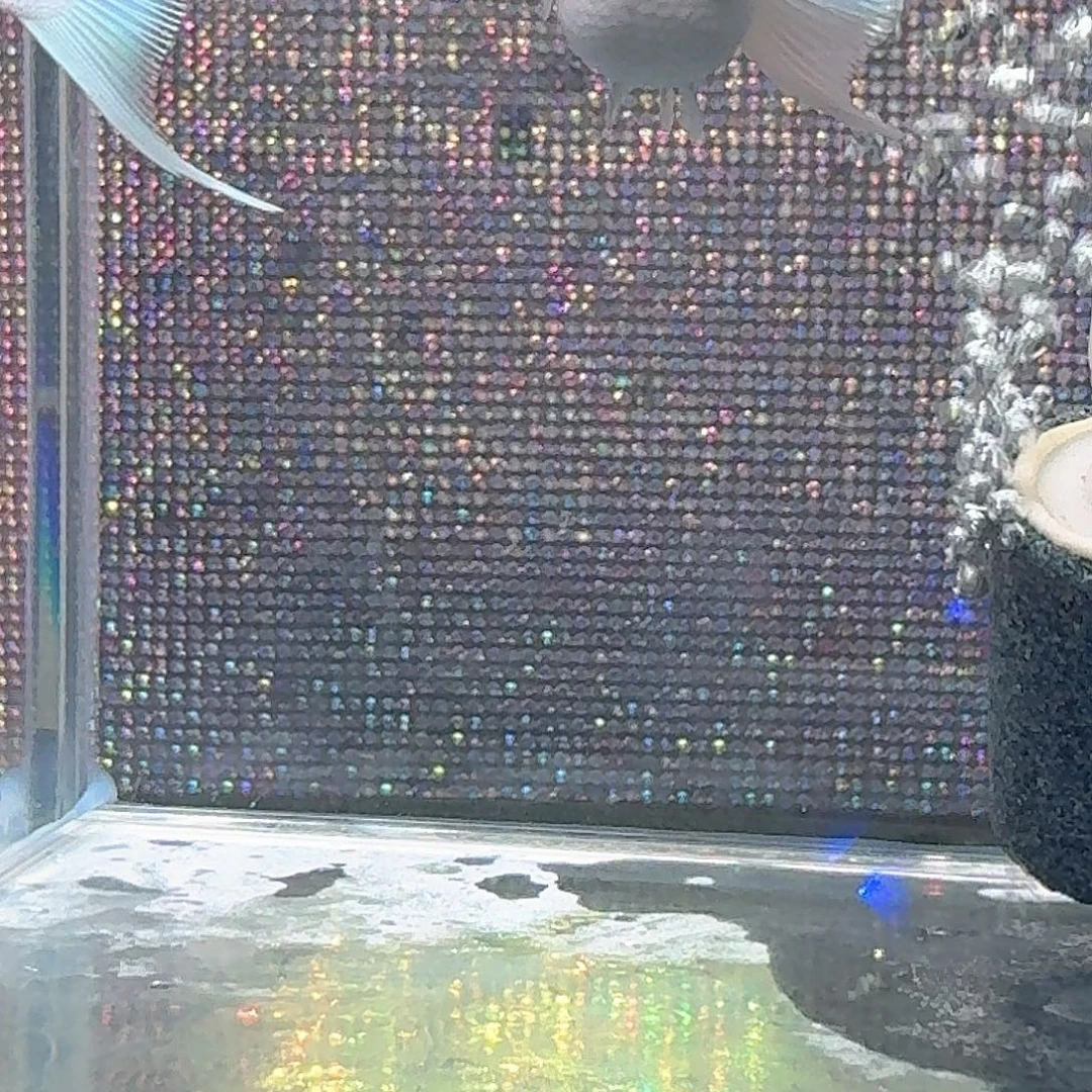 海水鱼金头粉钻一对