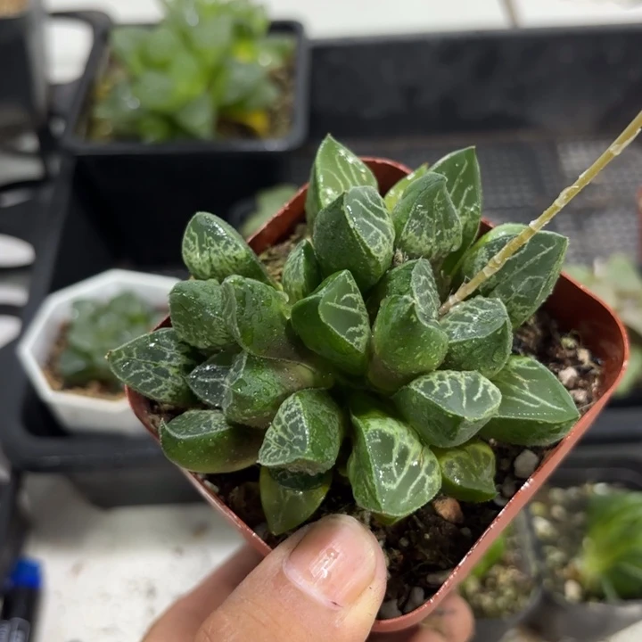 母本唐草 带盘发货