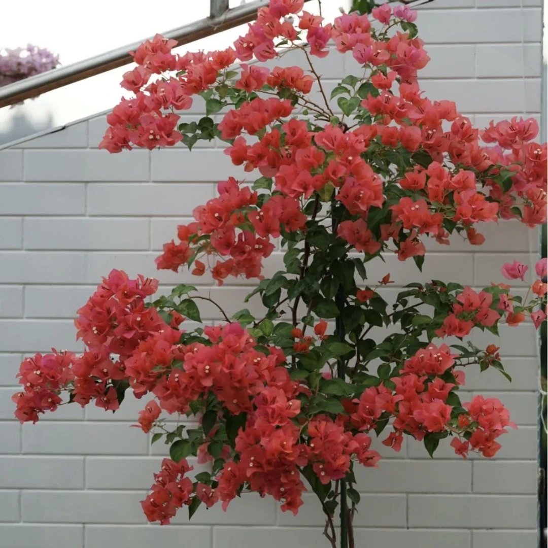 暗斑夕阳红 掉花掉叶不售后