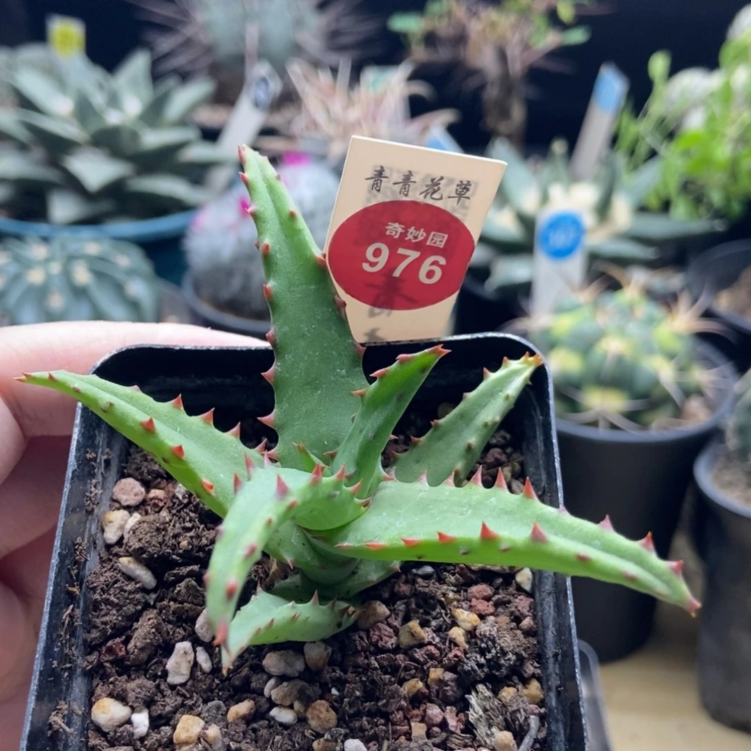 卡萨帝芦荟一棵仙人球，