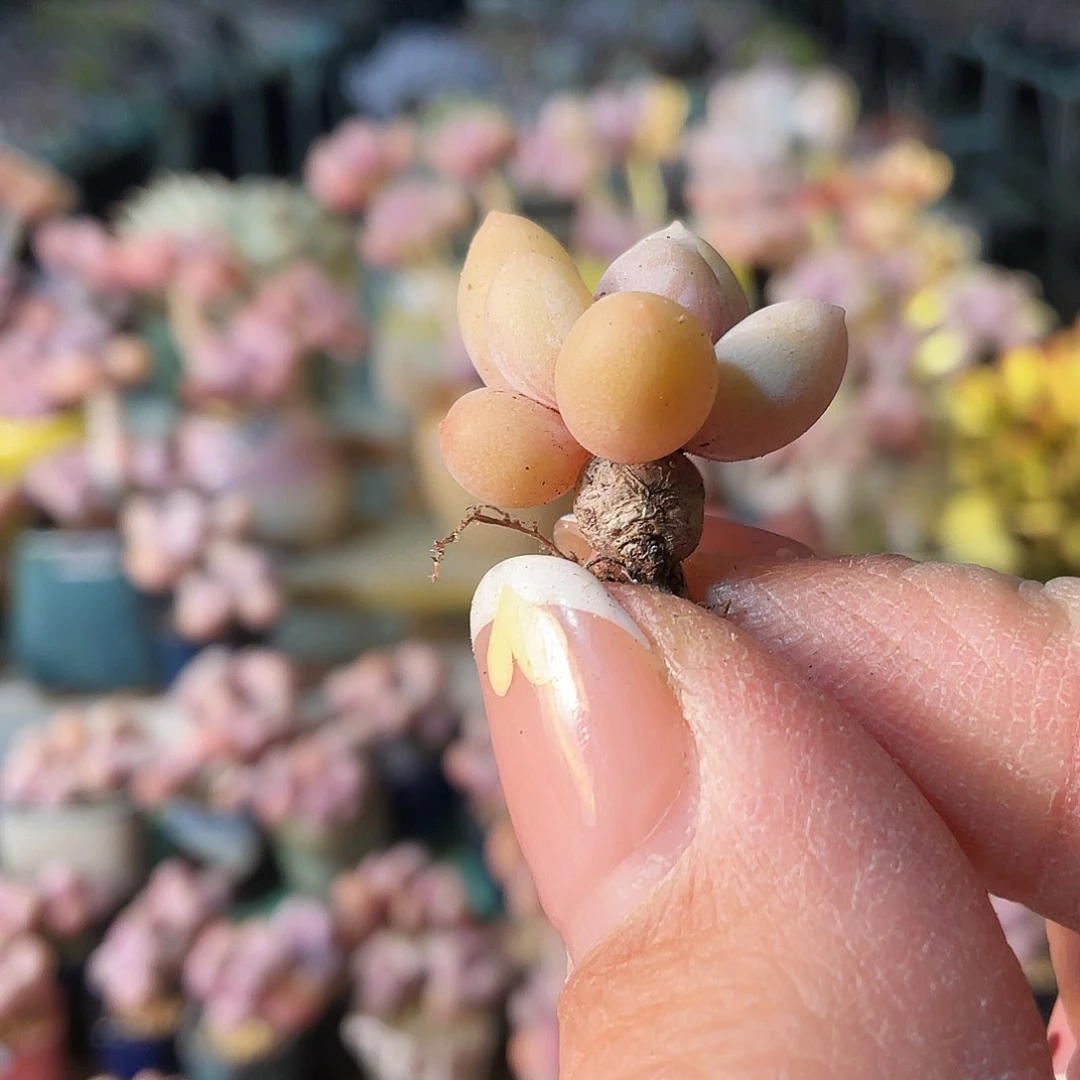 鱼***?多肉植物的生长发育与生长发育的