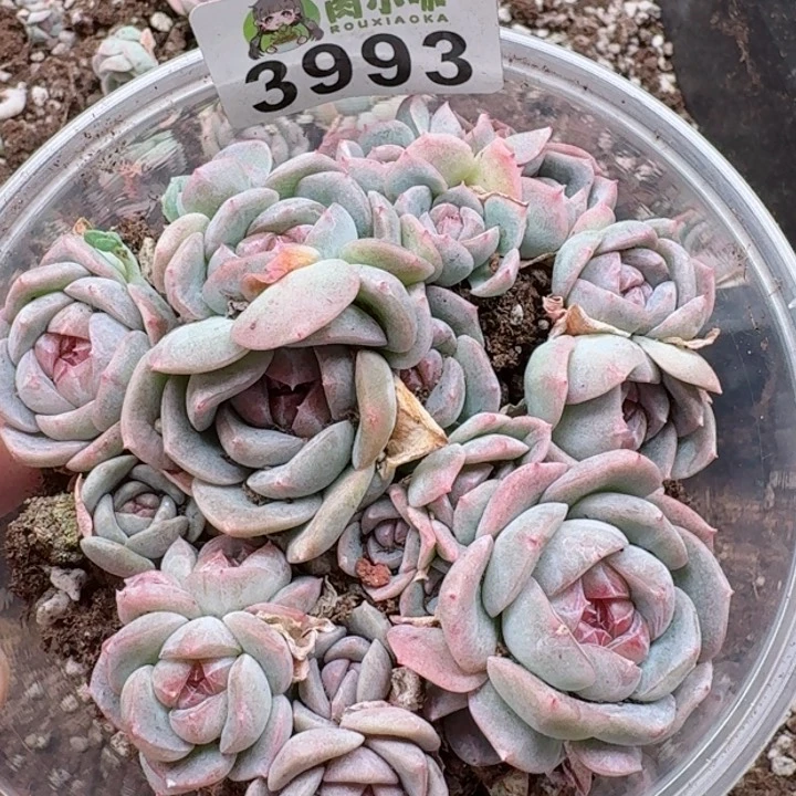 多肉植物多肉植物