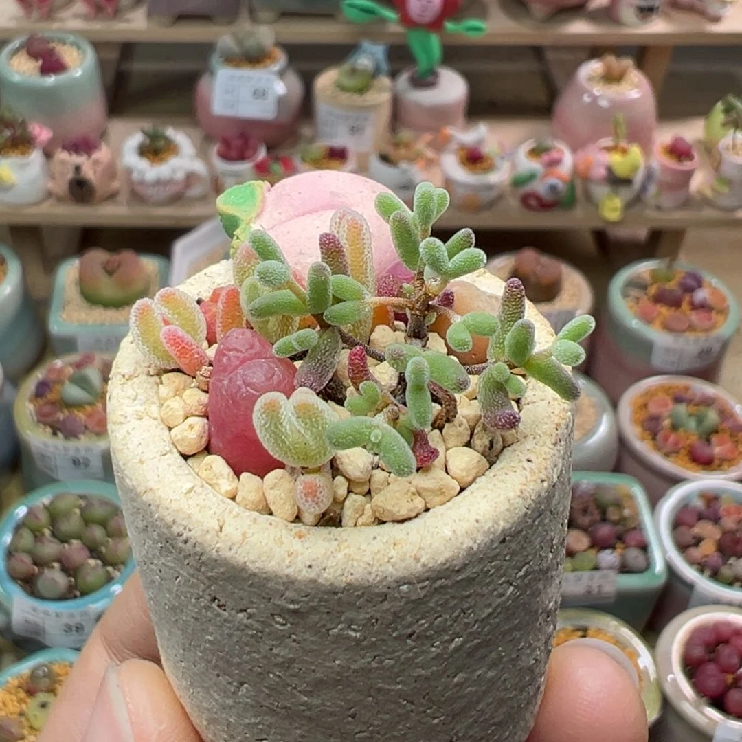 多肉植物109号拼盘