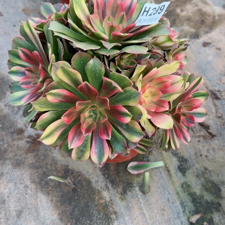 299香妃多肉多肉