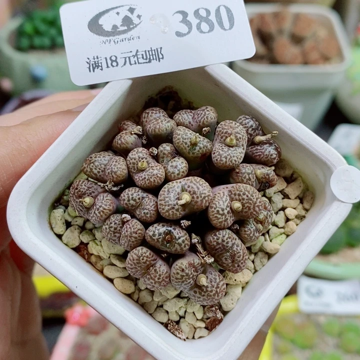 生石花花花花花花380