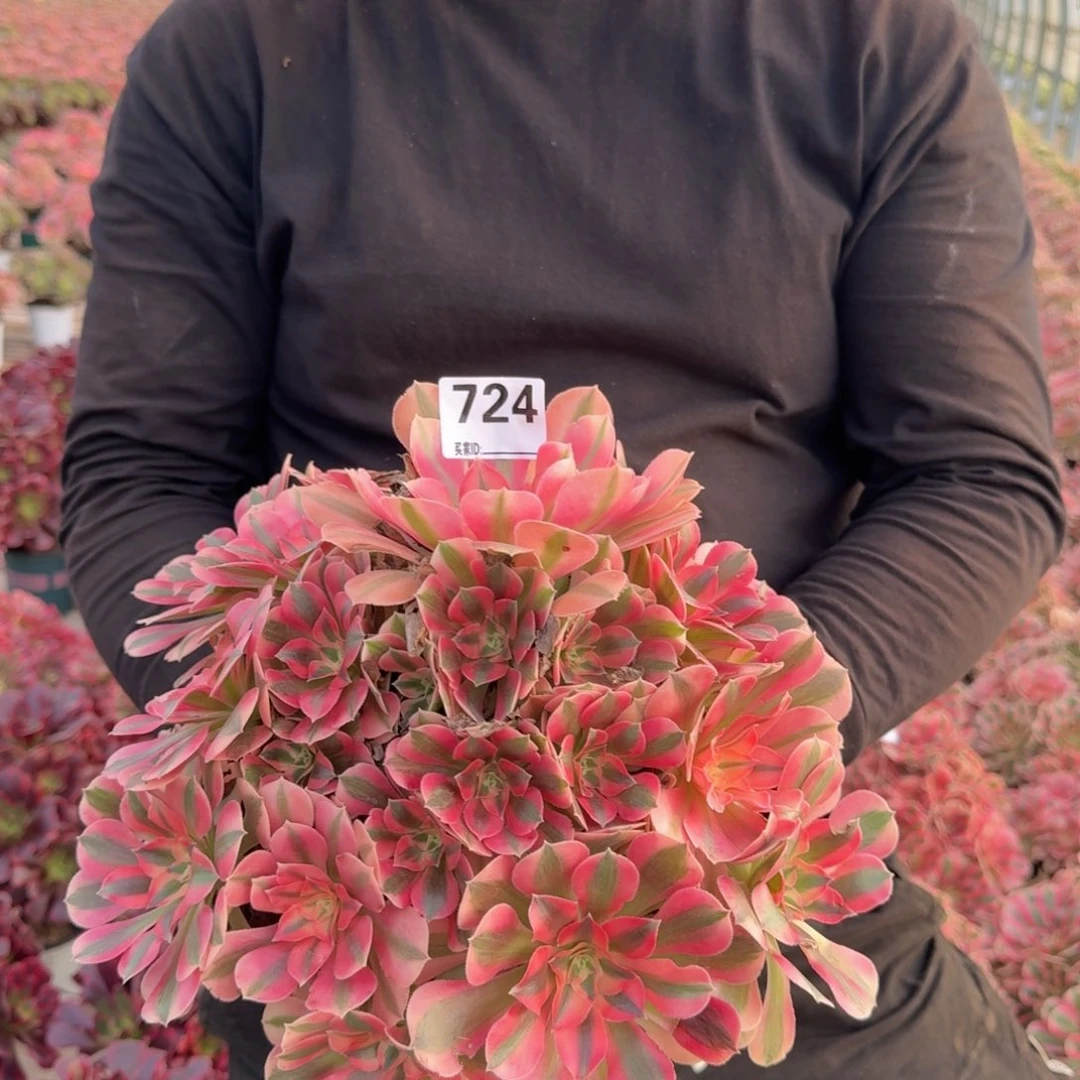 724粉女巫多肉植物