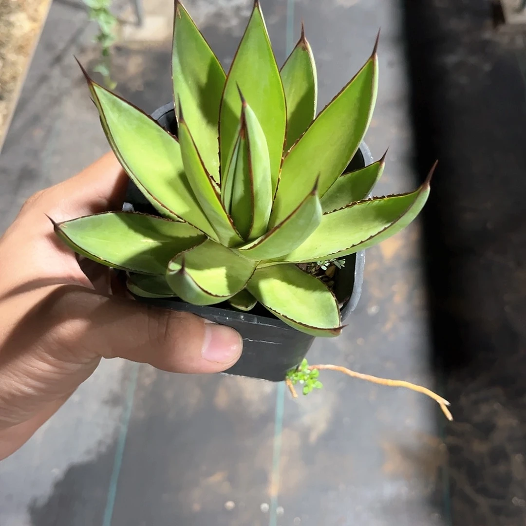 暮*罗曼尼20米出出