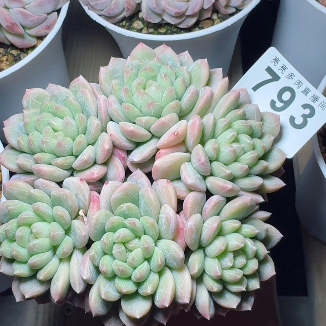 百达翡翠           精美多肉