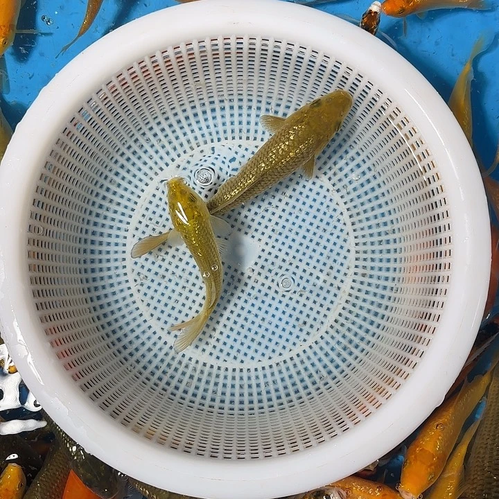 杨***洋海水鱼锦鲤的故事是