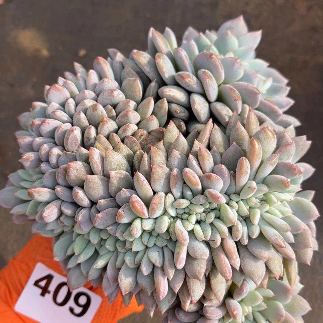 朵***妈409号新疆西藏内蒙古不包邮