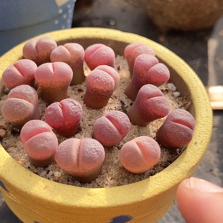 23514风铃白花c10优选一颗