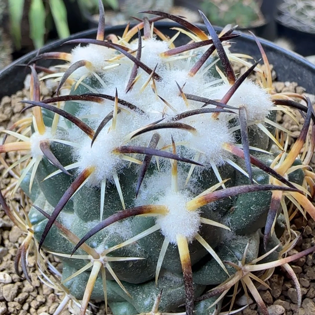 041实生钢丁多肉箐桃