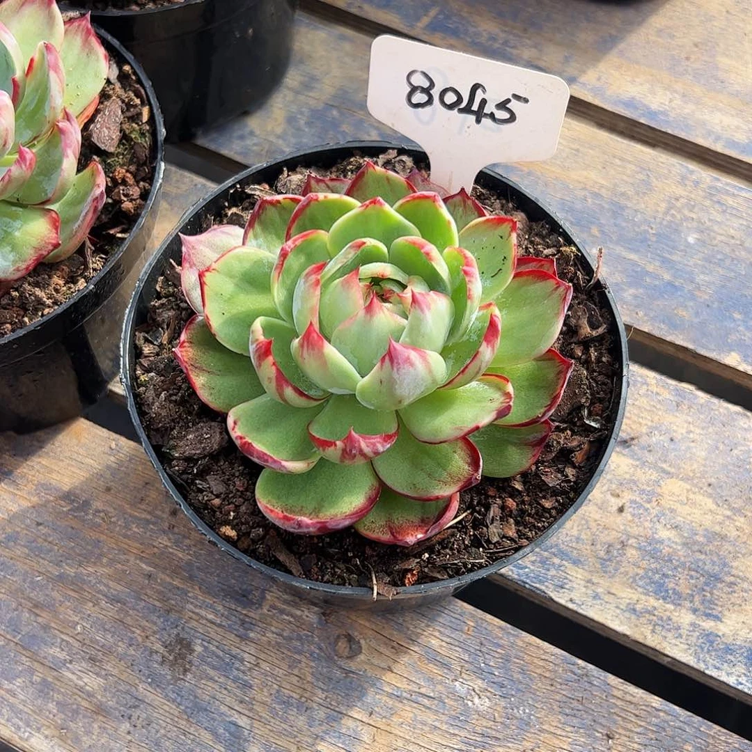 ****子惊鸿仙子一物一拍8045号