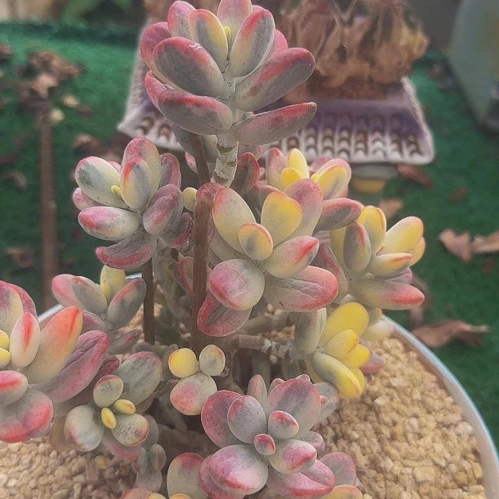 福娘景多肉植物一物一拍