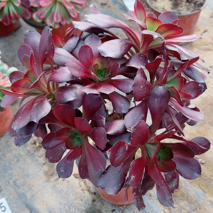 476无毒多肉植物