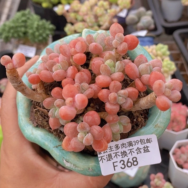 鱼子酱老桩有砍10cm368多肉植物