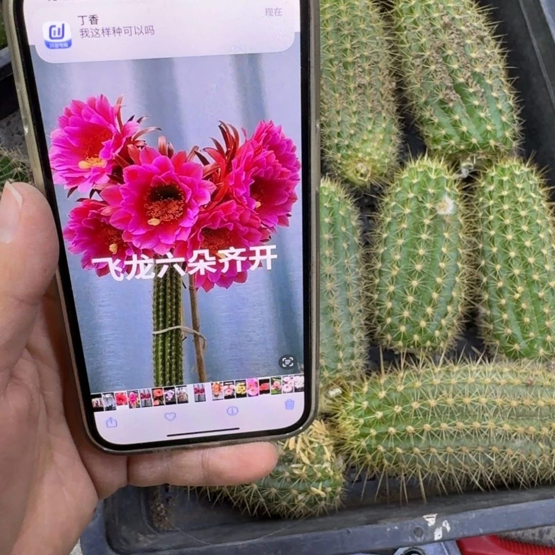 320毛花柱飞龙歪无根侧牙8公分左右，20包邮