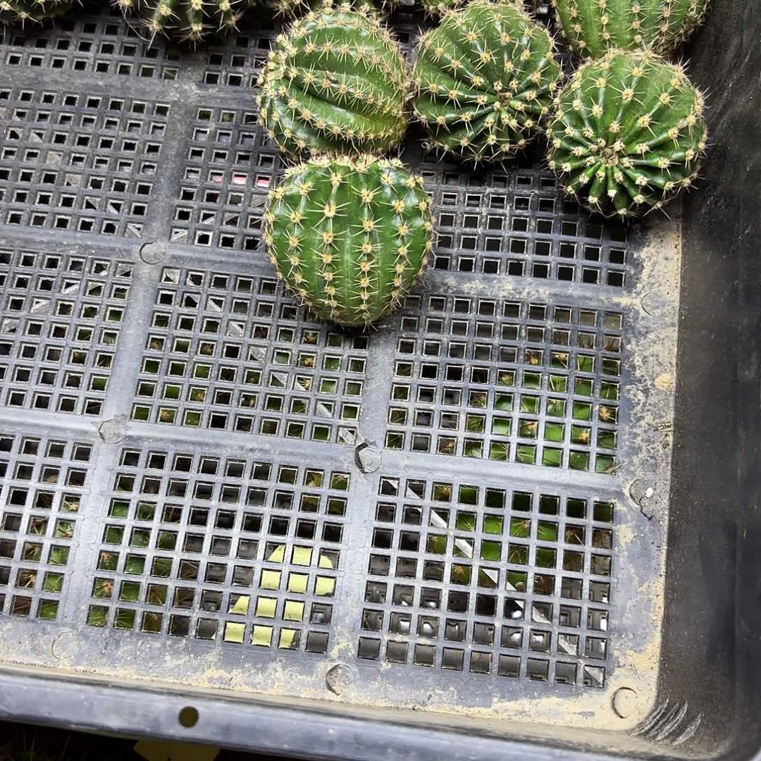 白牡丹➕紫烟无根侧牙四公分