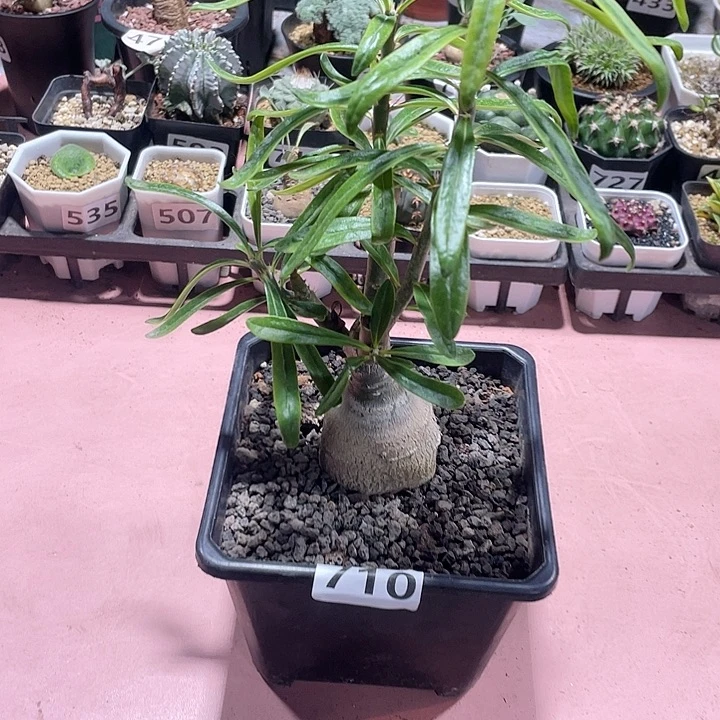 710大天马空块根，