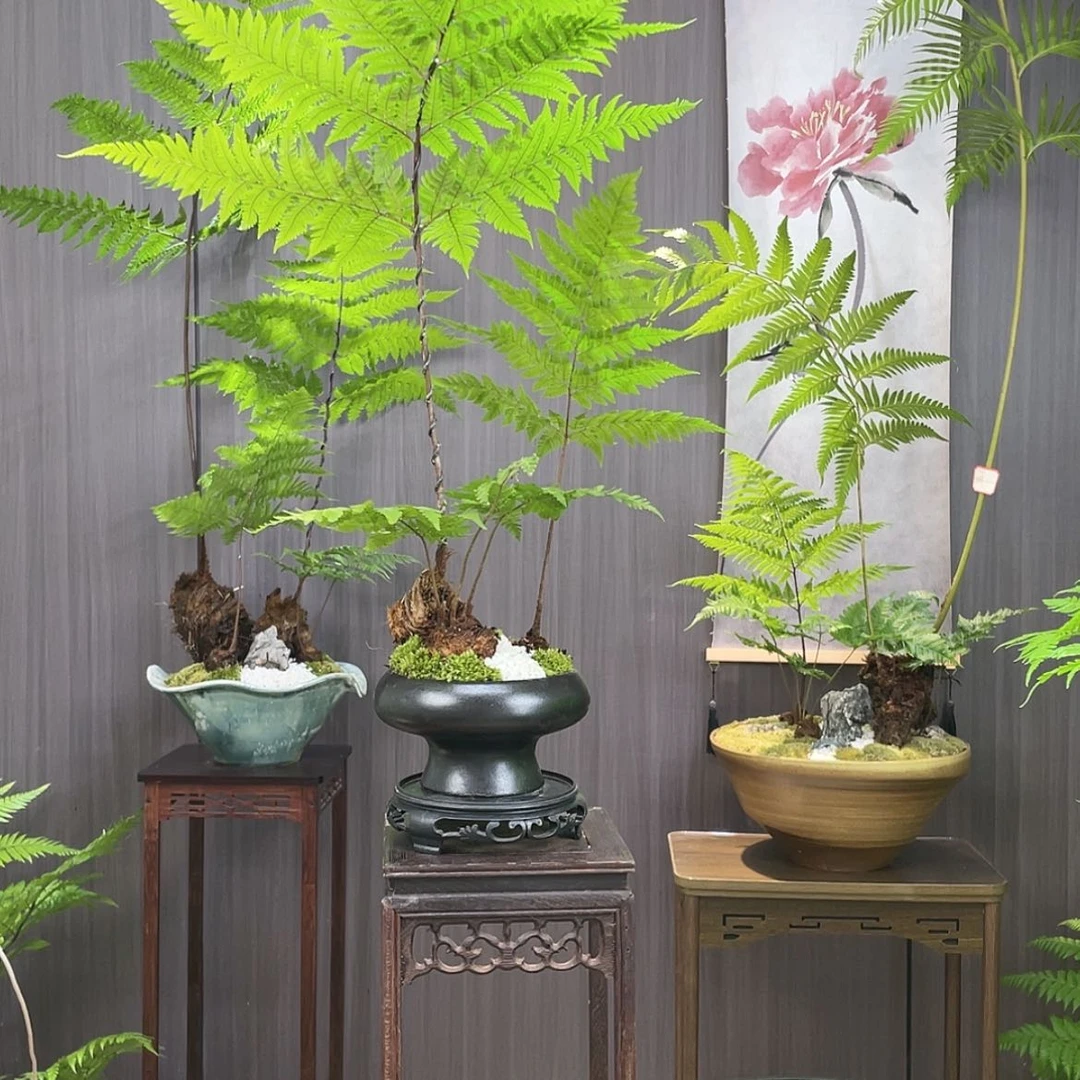【闪购商品】全部花朵家***静蕨