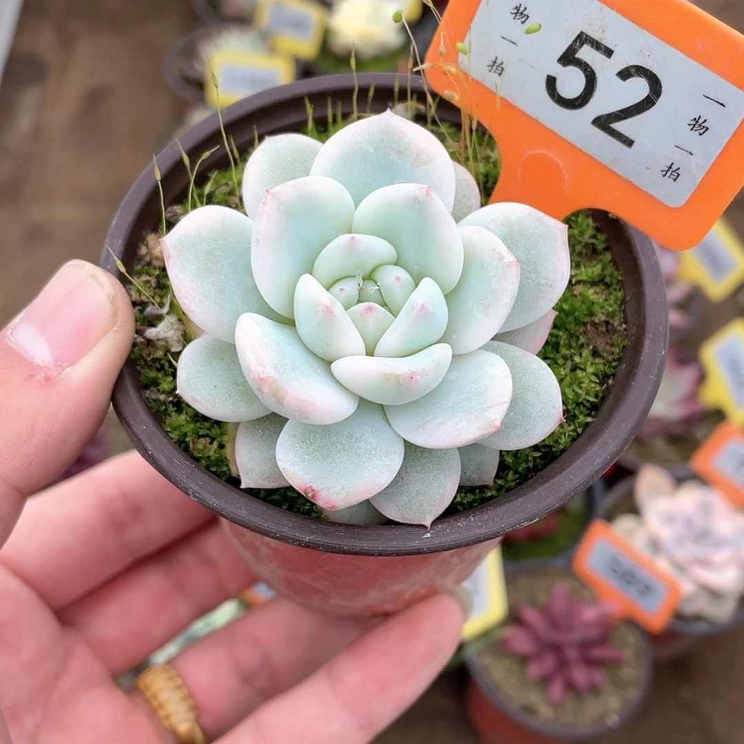 【闪购商品】52号的