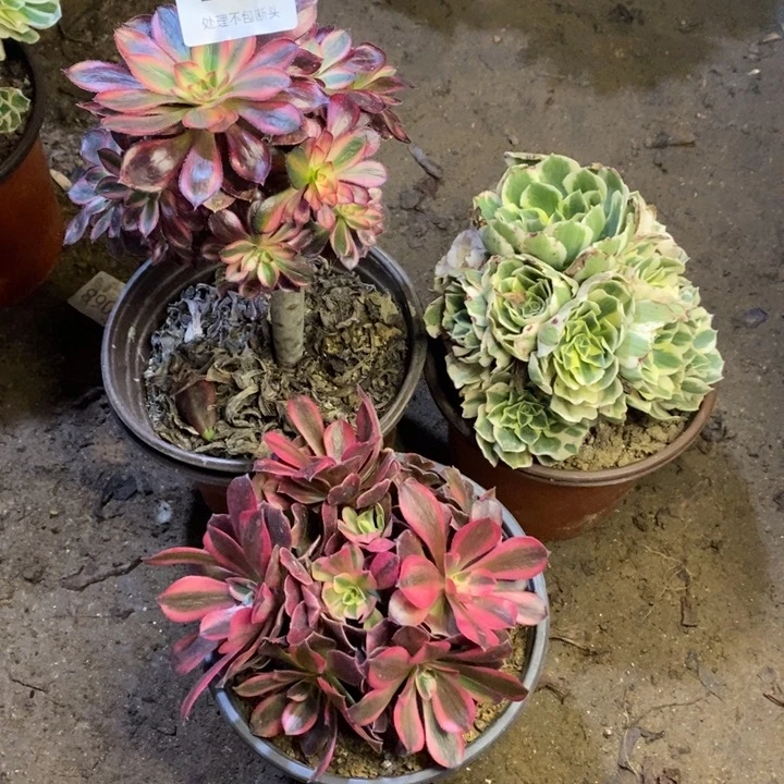 3盆多肉断头不包2079