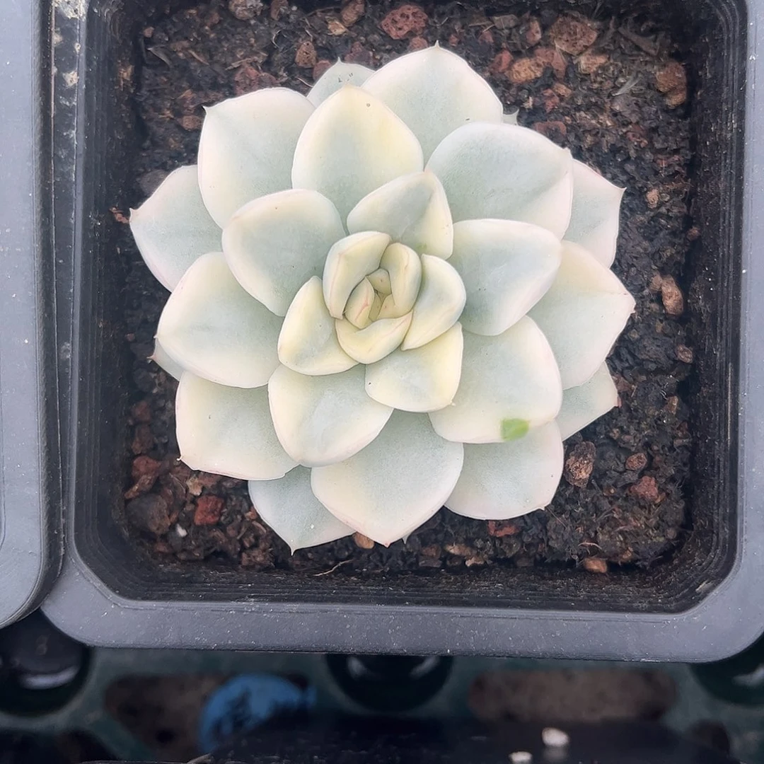 雪鸢锦 婕宝一物一拍