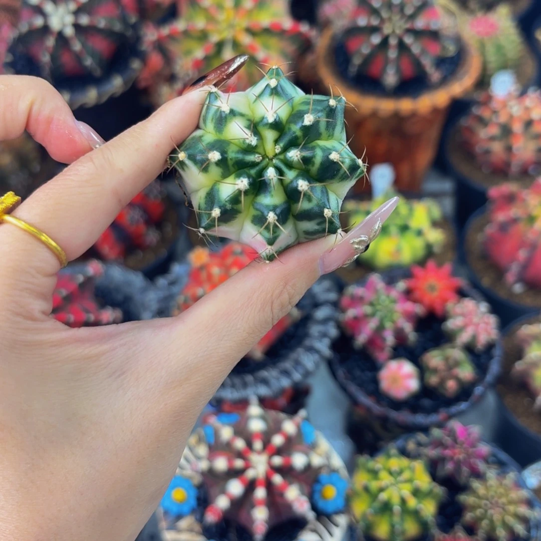 白衣天使000000000000008