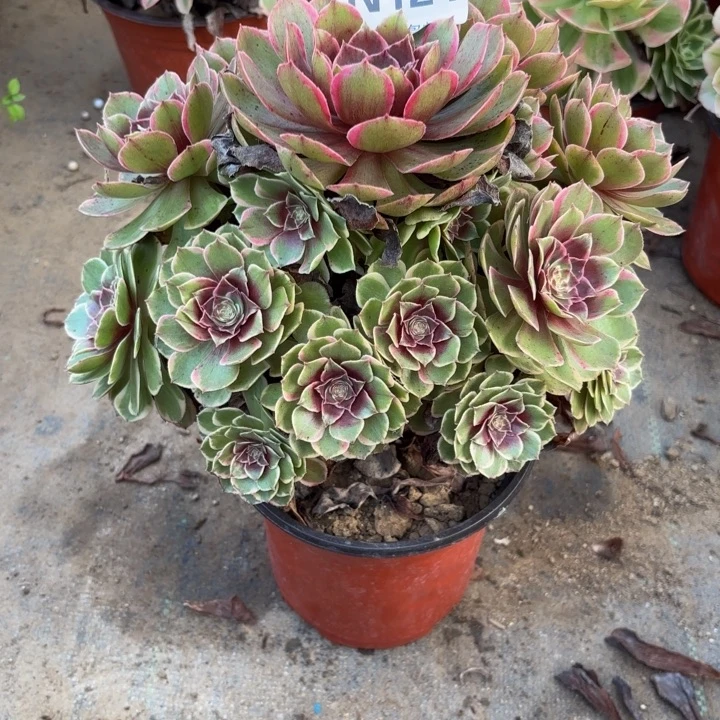 瑞妈多肉园艺124花妖