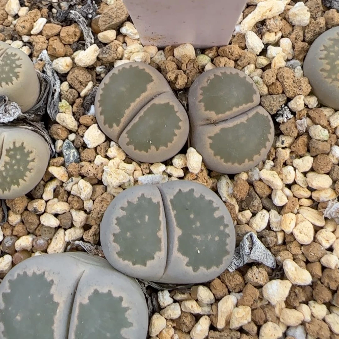 花*?1。17。7035。李夫人。双头。