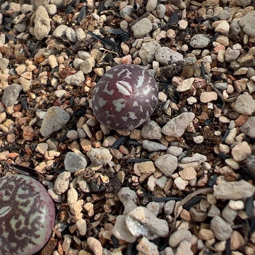 b***b多肉植物多肉植物